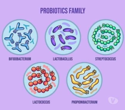 Outsourcing services - Photos for What Are The different types of probiotics Strains Forms?
