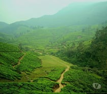 Niche Stays - Best Five star resorts in Munnar