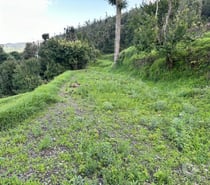 OLIVE GREEN LAND