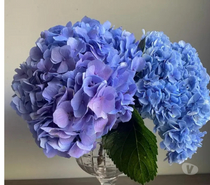 Best Flower Collections For Delivery In Delhi, Noida