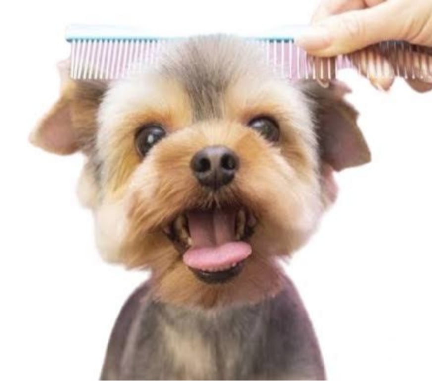 Pet shops Bangalore - Photos for Dog Grooming Service in Bangalore - ThePetNest