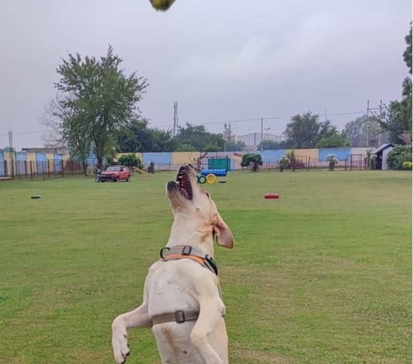 Pet shops Gurgaon - Photos for Best Dog Play School in Gurgaon - Outdoor Freedom & Care