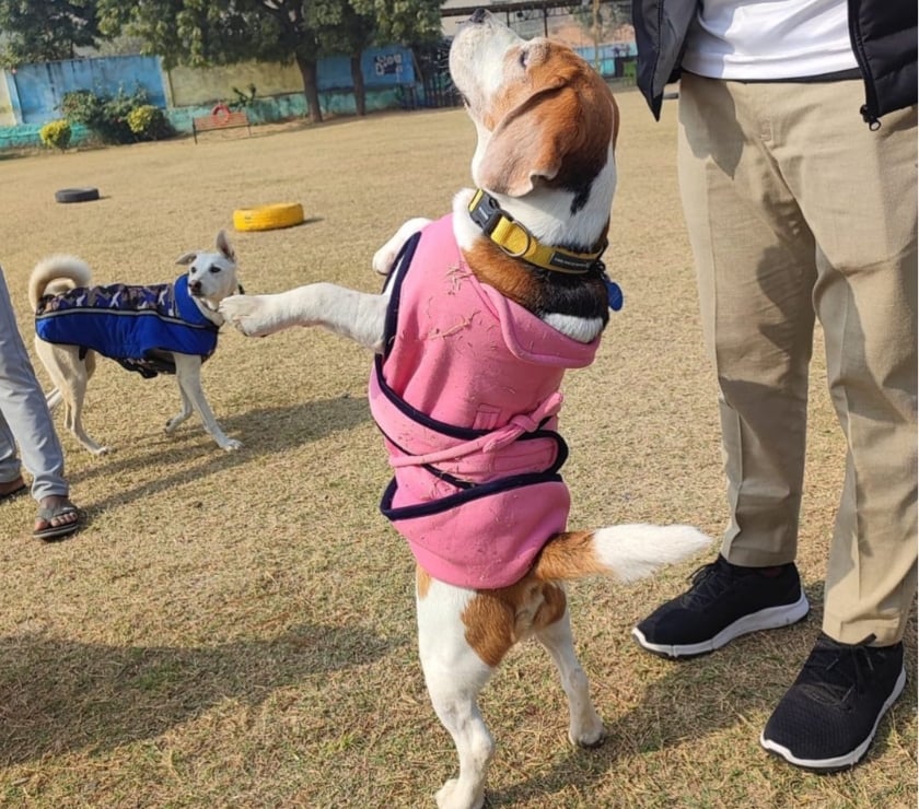 Pet shops Gurgaon - Photos for Best Dog Play School in Gurgaon - Outdoor Freedom & Care