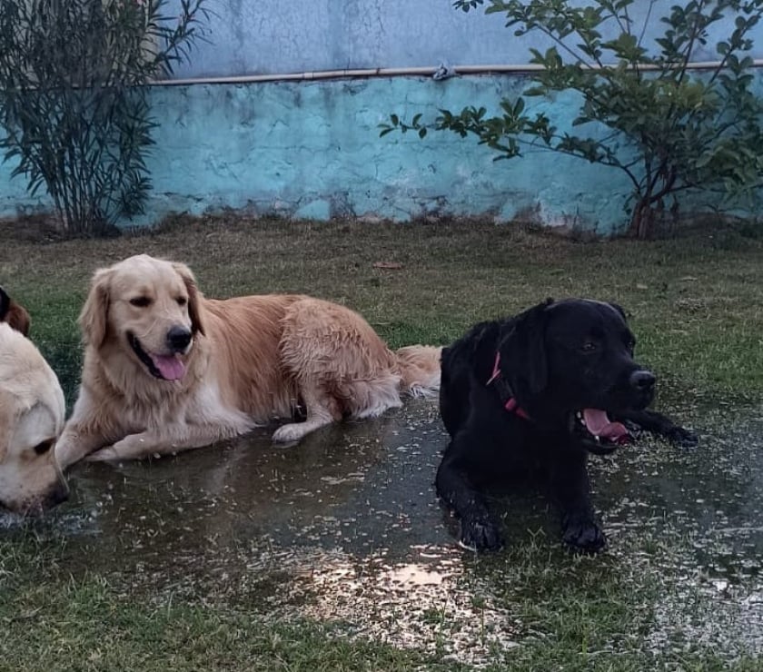 Pet food - Photos for Best Dog Play School in Gurgaon - Outdoor Freedom & Care