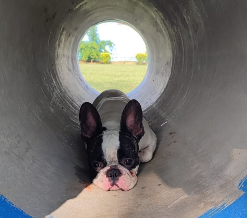 Pet shops Gurgaon - Photos for Best Dog Play School in Gurgaon - Outdoor Freedom & Care