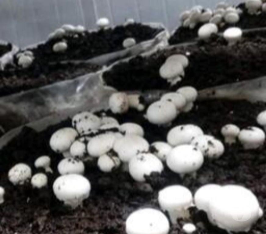 Professional Training Howrah - Photos for Mushroom cultivation training