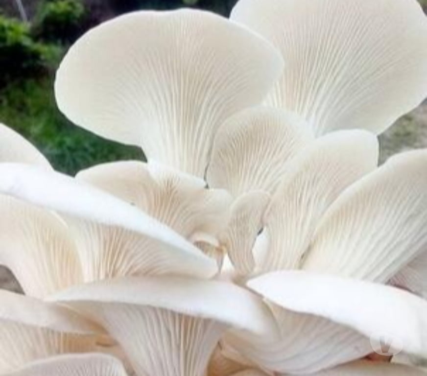 Professional Training Howrah - Photos for Mushroom cultivation training