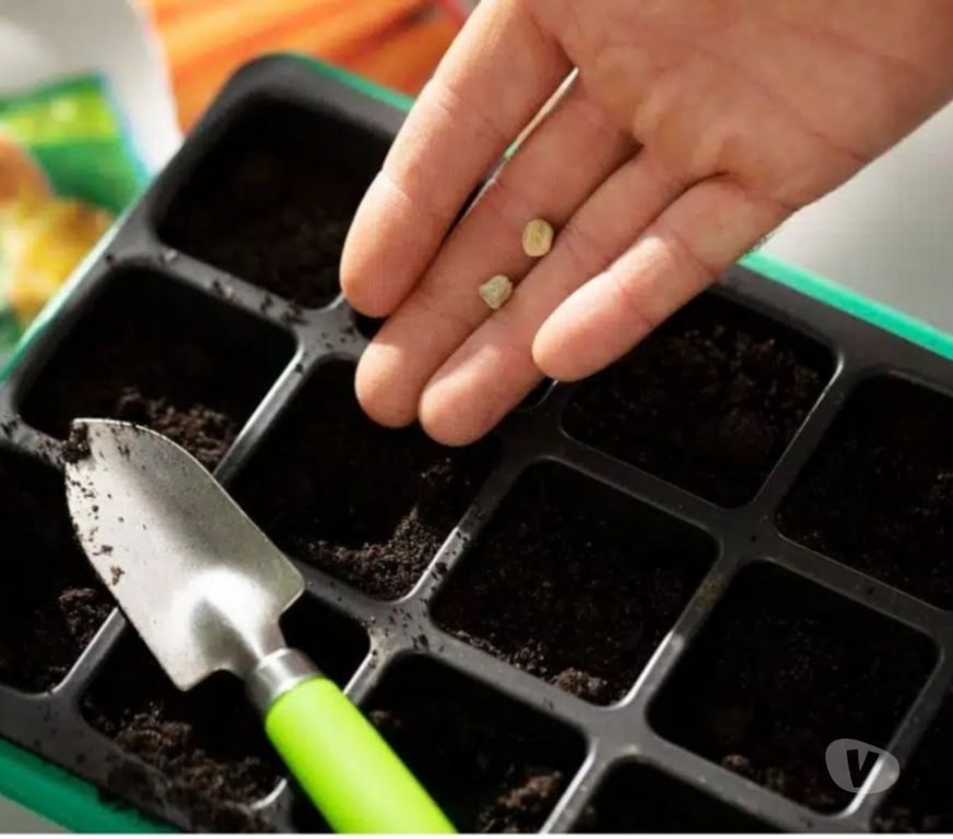 Other Services Ahmedabad - Photos for Affordable High-Yield Seeds Supplier in Gujarat