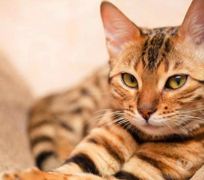 Pet Services - Accessories - Photos for Pet Relocation Services in Mumbai - LAC Relocations