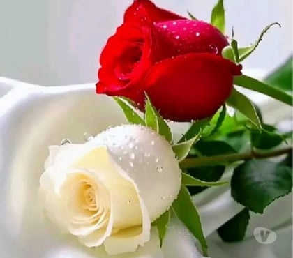 Gay Dating - Photos for Love to suck cock men to men30+