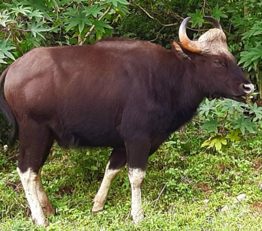 carrentals Coimbatore - Photos for Pollachi to Valparai Taxi Services - Raga Tours & Travels